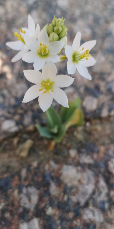 Eliokarmos pruinosus, photographed by leandra-k_89