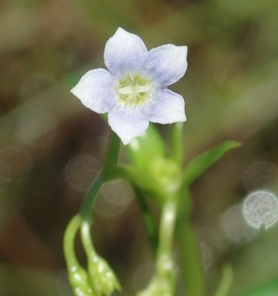 Pentodon pentandrus, photographed by Robert Taylor