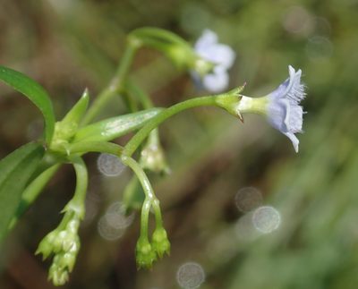 Pentodon pentandrus, photographed by Robert Taylor