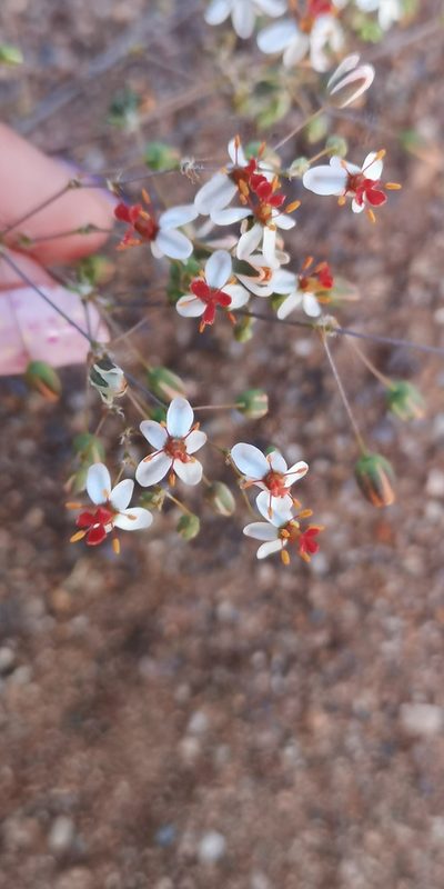 Pharnaceum confertum, photographed by leandra-k_89
