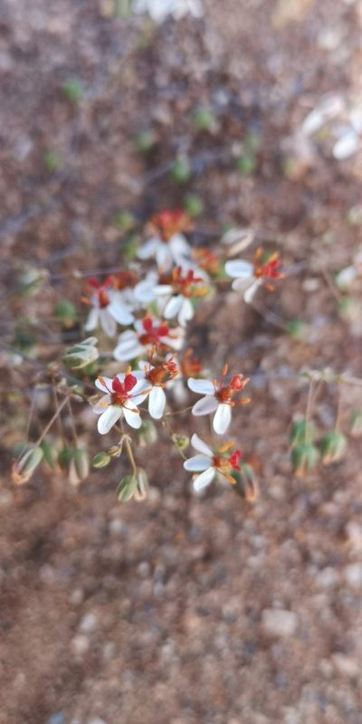 Pharnaceum confertum, photographed by leandra-k_89