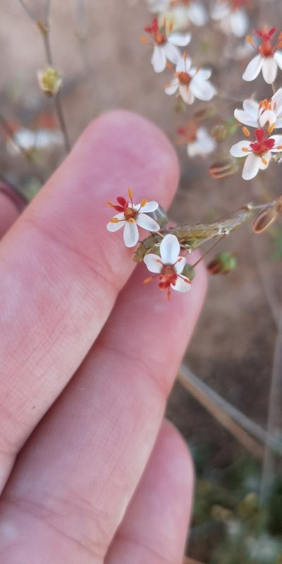 Pharnaceum confertum, photographed by leandra-k_89