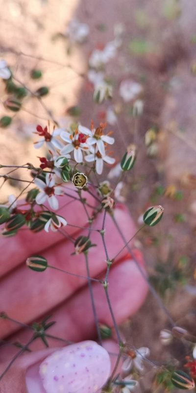 Pharnaceum confertum, photographed by leandra-k_89