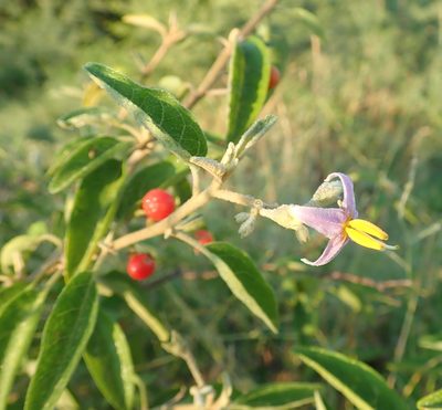 Solanum tettense, photographed by Robert Taylor