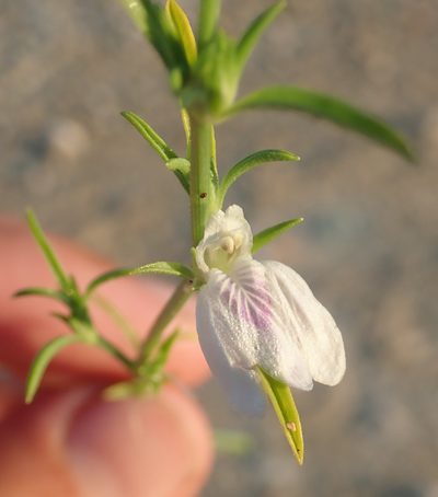 Pogonospermum divaricatum, photographed by Robert Taylor