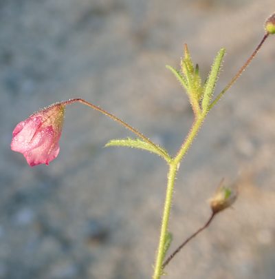 Hermannia kirkii, photographed by Robert Taylor