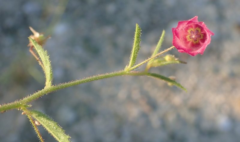 Hermannia kirkii, photographed by Robert Taylor