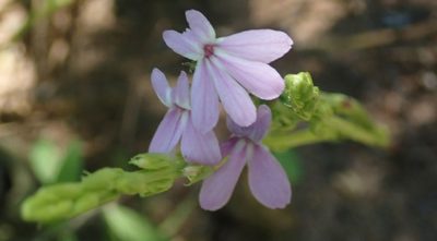 Striga gesnerioides, photographed by Robert Taylor