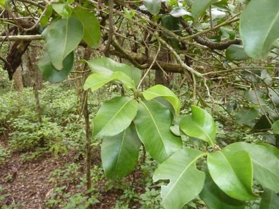 Xanthostemon oppositifolius, photographed by Tony van Kampen