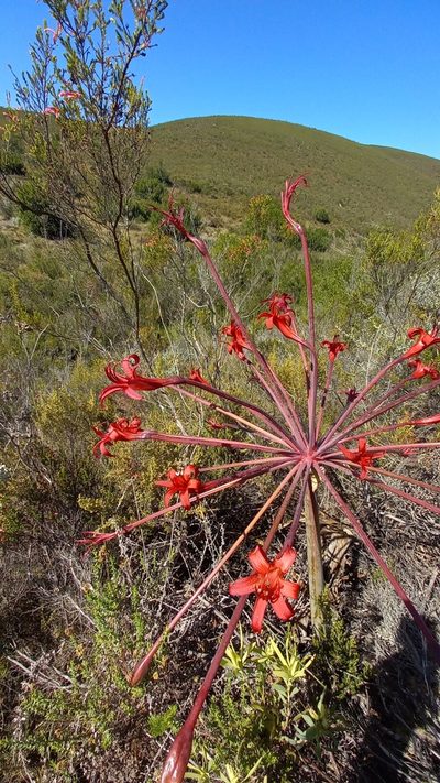 Brunsvigia josephinae, photographed by kevin koen