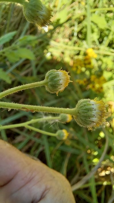Nidorella ulmifolia, photographed by kevin koen