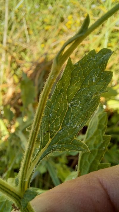 Nidorella ulmifolia, photographed by kevin koen
