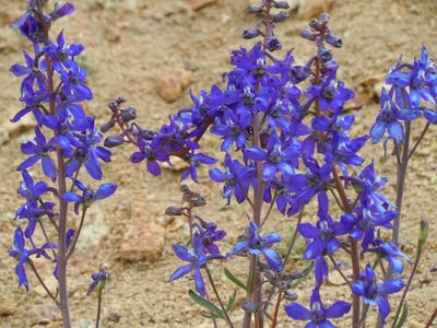 Delphinium andersonii, photographed by Jim Dreier