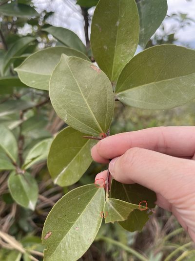 Scolopia saeva, photographed by Yj