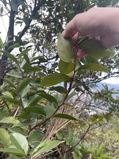 Scolopia saeva, photographed by Yj