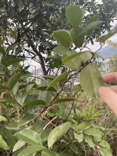 Scolopia saeva, photographed by Yj