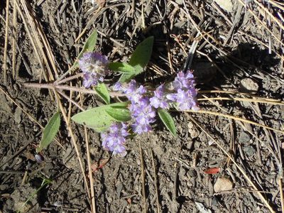 Phacelia humilis, photographed by Jim Dreier