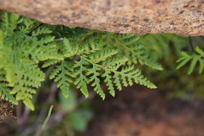 Aspidotis californica, photographed by Millie Basden