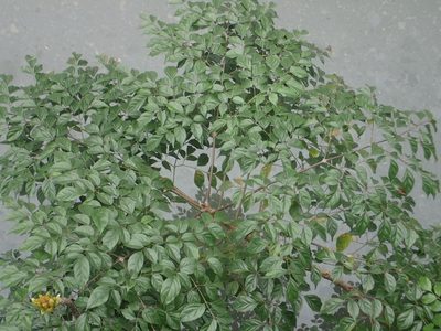 Radermachera sinica, photographed by 葉子