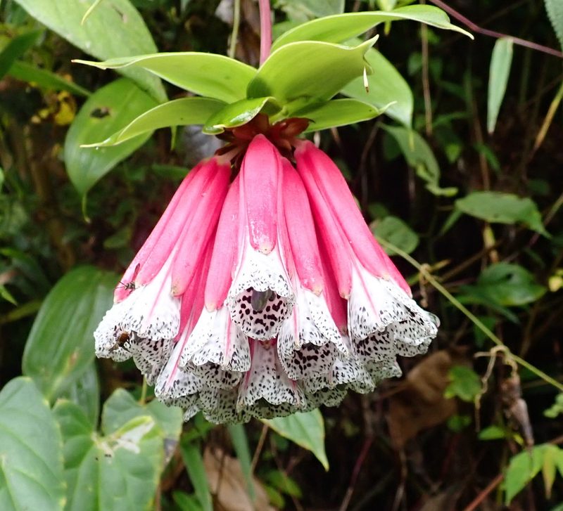 Bomarea pardina, photographed by Paul Bedell