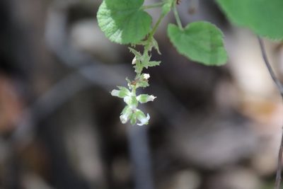 Ribes indecorum, photographed by Millie Basden
