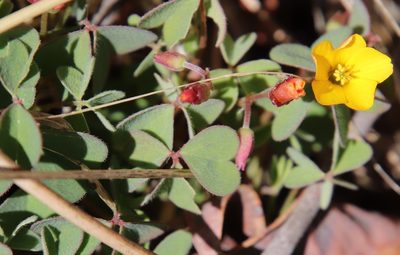 Oxalis californica, photographed by Millie Basden