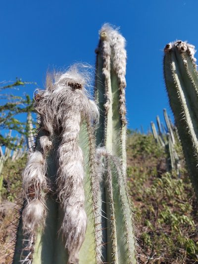 Pilosocereus ulei, photographed by Filipi Miranda Soares
