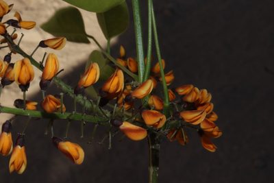 Platymiscium trifoliolatum, photographed by alejandrozab