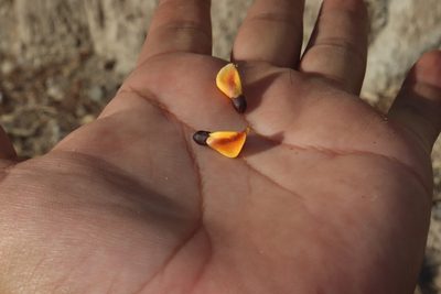 Platymiscium trifoliolatum, photographed by alejandrozab