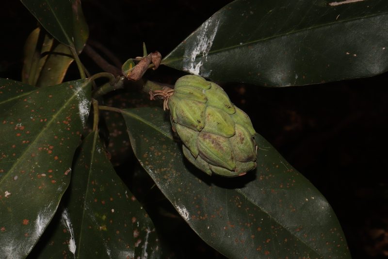 Magnolia pugana, photographed by alejandrozab