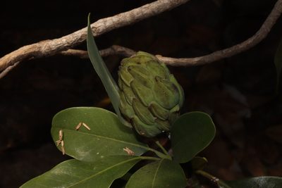 Magnolia pugana, photographed by alejandrozab