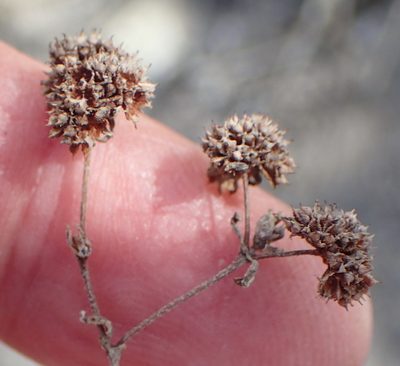 Crassula glomerata, photographed by Nicola van Berkel