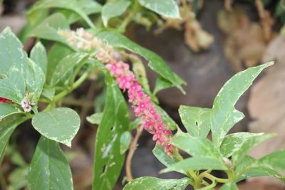 Phytolacca icosandra, photographed by alejandrozab