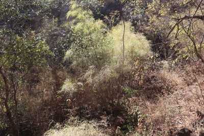 Otatea acuminata, photographed by alejandrozab
