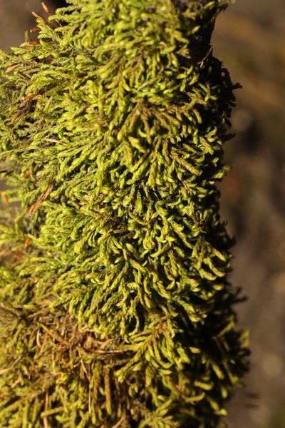 Pterigynandrum filiforme, photographed by Stephen James McWilliam