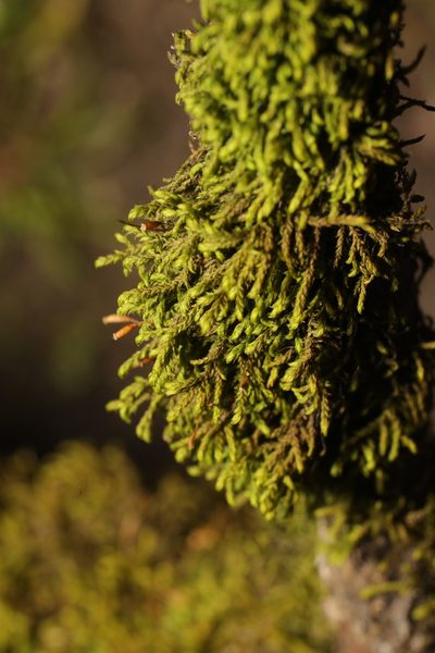 Pterigynandrum filiforme, photographed by Stephen James McWilliam