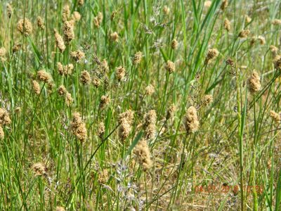 Carex stenophylla, photographed by Galyna Mykytynets