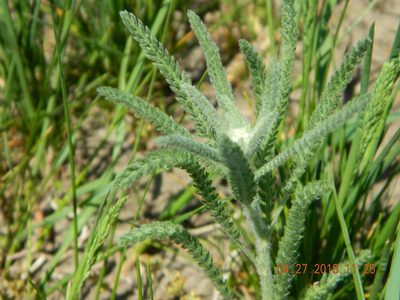 Achillea seidlii, photographed by Galyna Mykytynets