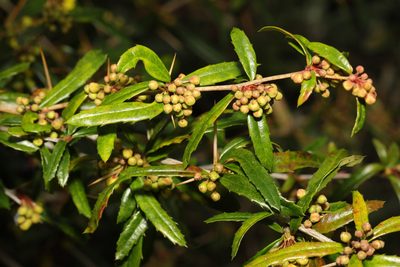 Berberis julianae, photographed by Stephen James McWilliam