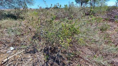 Leucadendron verticillatum, photographed by Jacques van der Merwe