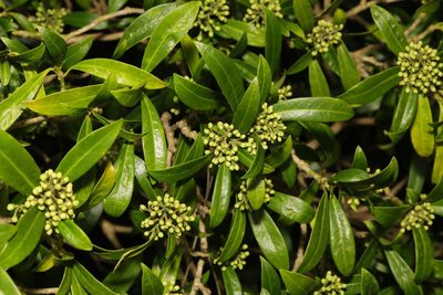 Skimmia japonica, photographed by Stephen James McWilliam