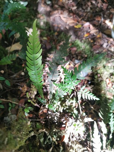 Austroblechnum lechleri, photographed by Inao Vasquez