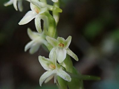 Platanthera transversa, photographed by Nolan Exe