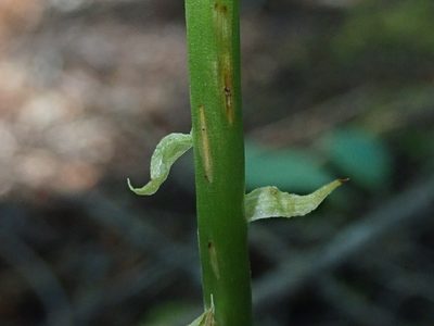 Platanthera elongata, photographed by Nolan Exe