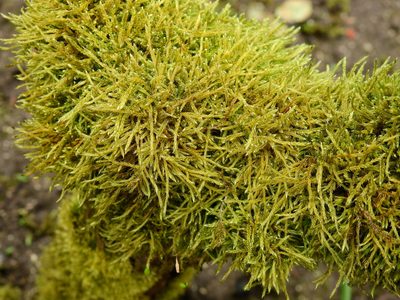 Leskea polycarpa, photographed by Susan Marley
