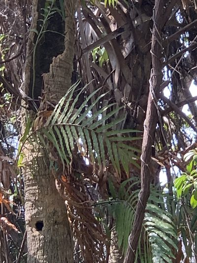 Stenochlaena tenuifolia, photographed by Claire Herzog