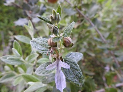 Teucrium fruticans, photographed by João Gonçalves