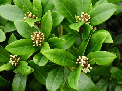 Skimmia japonica, photographed by Susan Marley