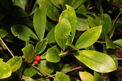 Skimmia japonica, photographed by Stephen James McWilliam