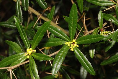 Berberis julianae, photographed by Stephen James McWilliam